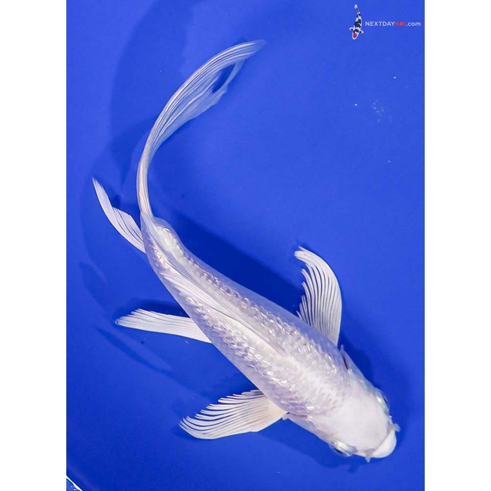7” Imported Gin Rin Platinum Ogon Butterfly Koi