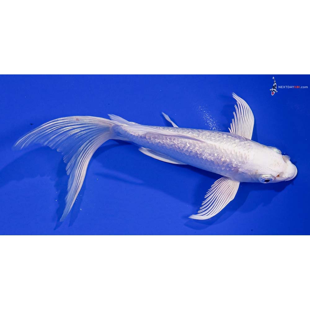 7” Imported Gin Rin Platinum Ogon Butterfly Koi