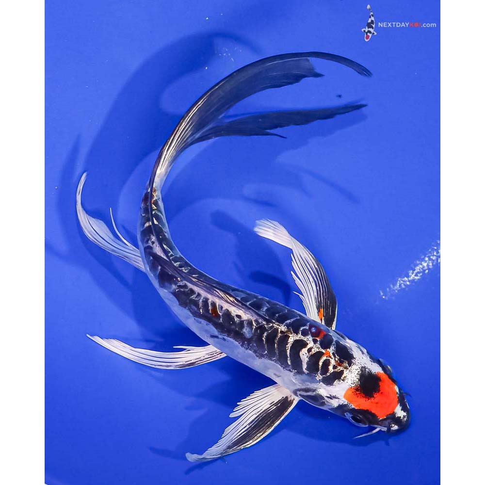 7.5” Imported Kin Kikokuryu Butterfly Koi