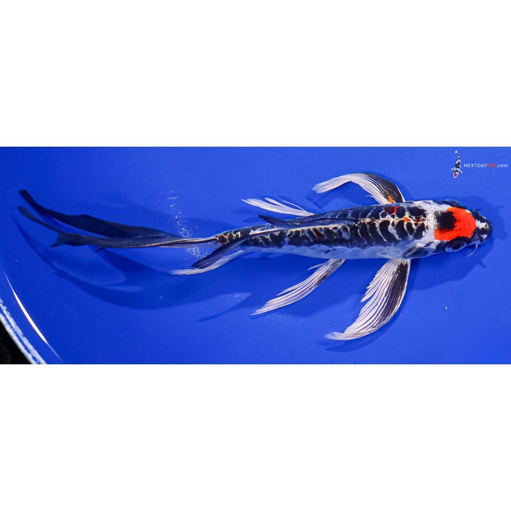 7.5” Imported Kin Kikokuryu Butterfly Koi