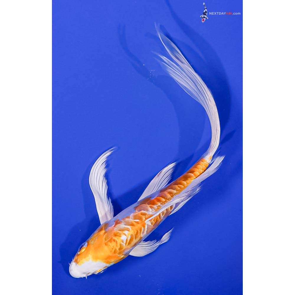 7.5” Imported Doitsu Lemon Hariwake Butterfly Koi
