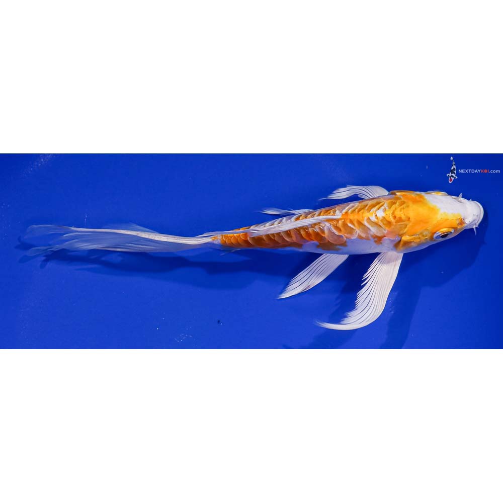 7.5” Imported Doitsu Lemon Hariwake Butterfly Koi