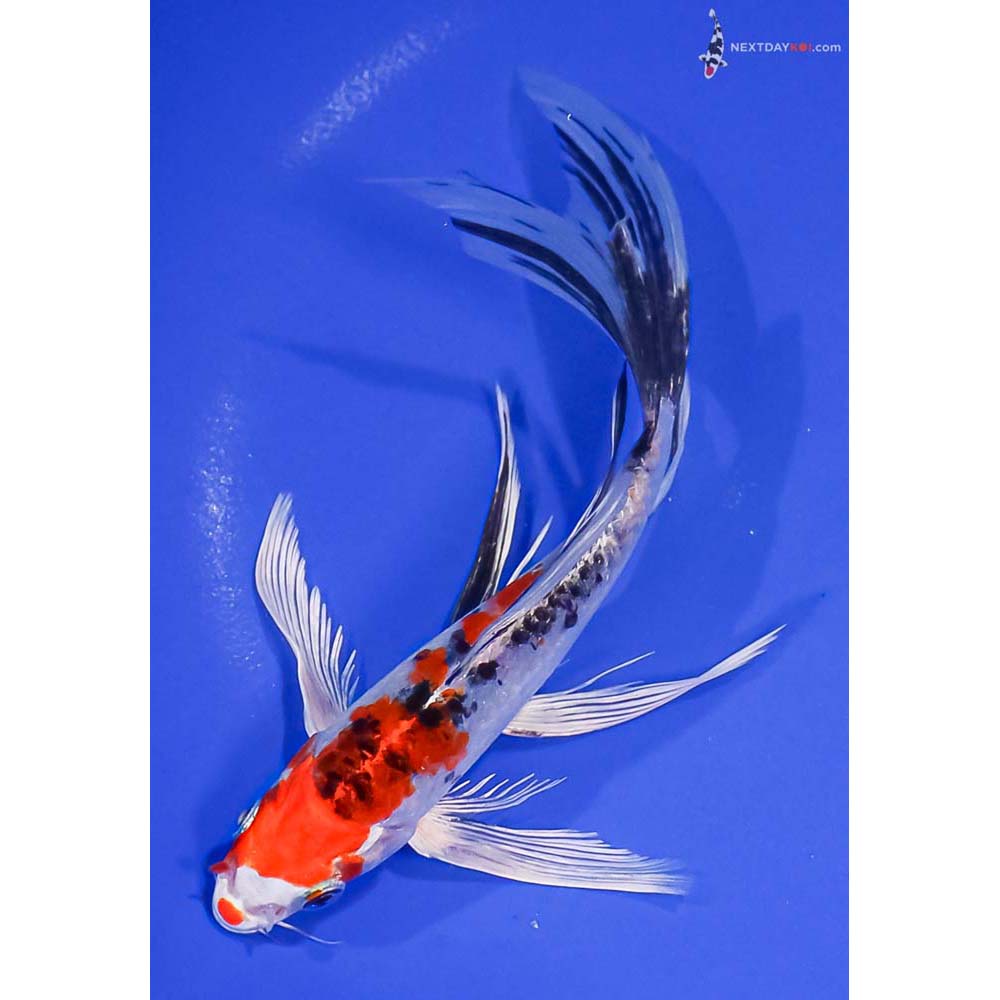 7.5” Imported Yamato Nishiki Butterfly Koi