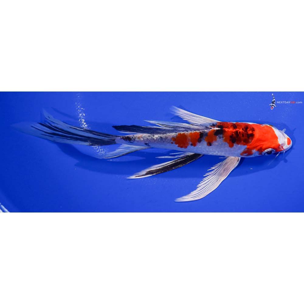 7.5” Imported Yamato Nishiki Butterfly Koi