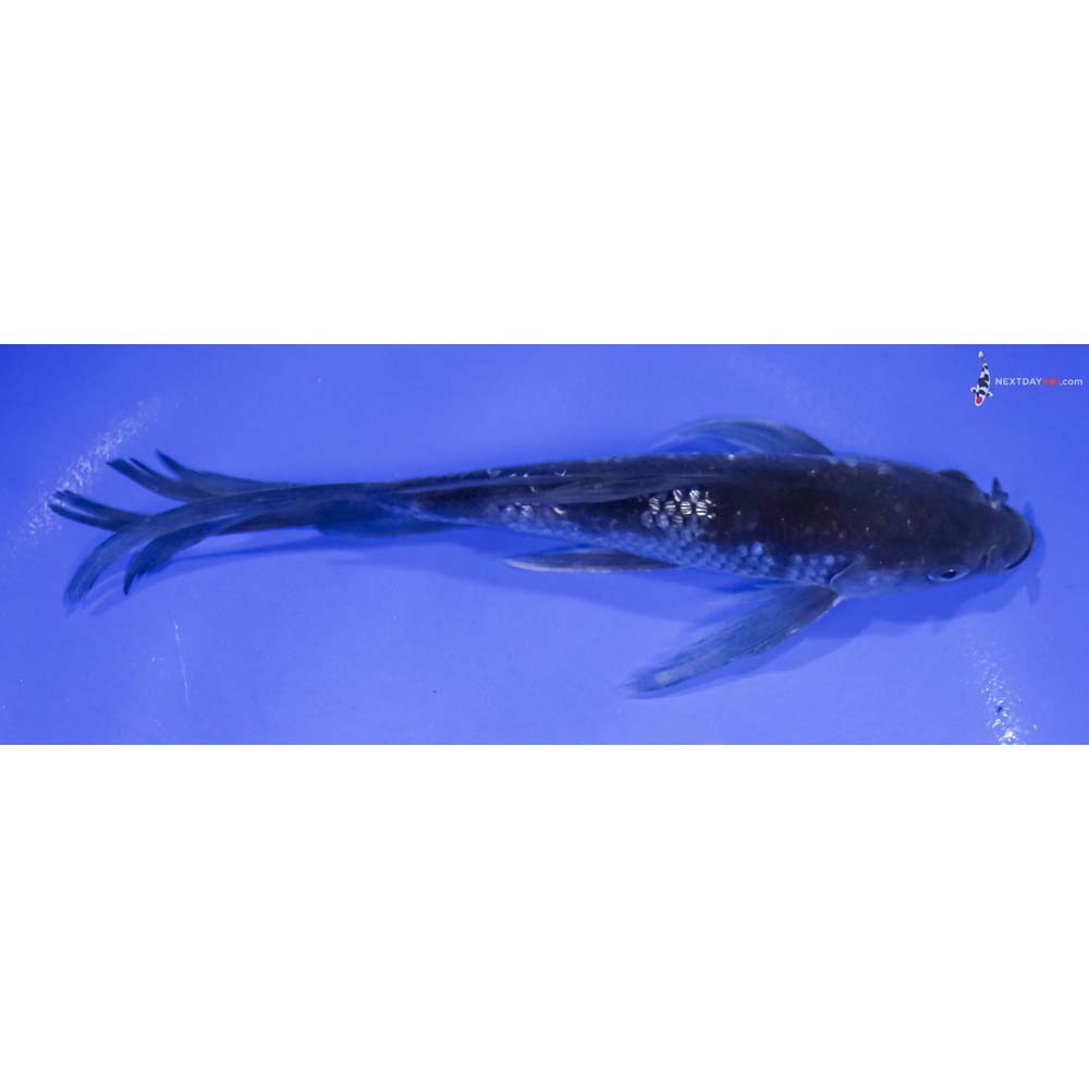 7.5” Imported Gin Rin Ochiba Shigure Butterfly Koi