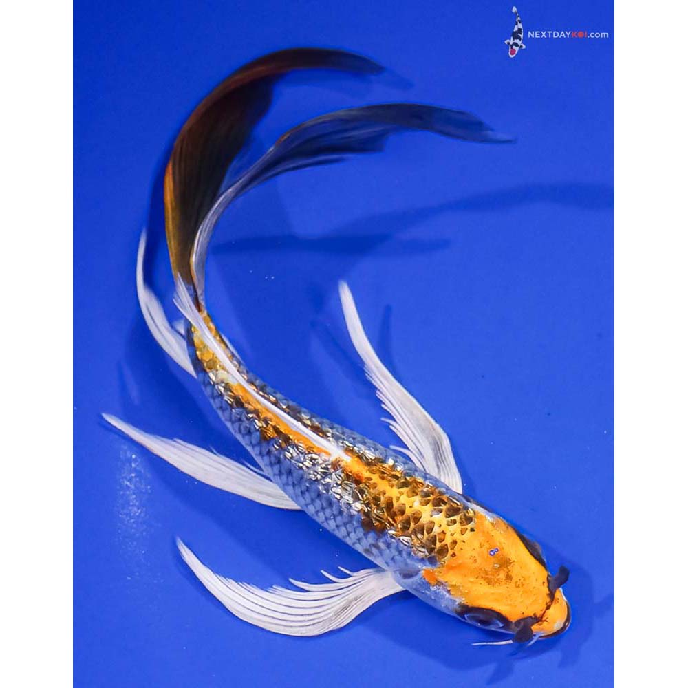 8” Imported Gin Rin Kujaku Butterfly Koi