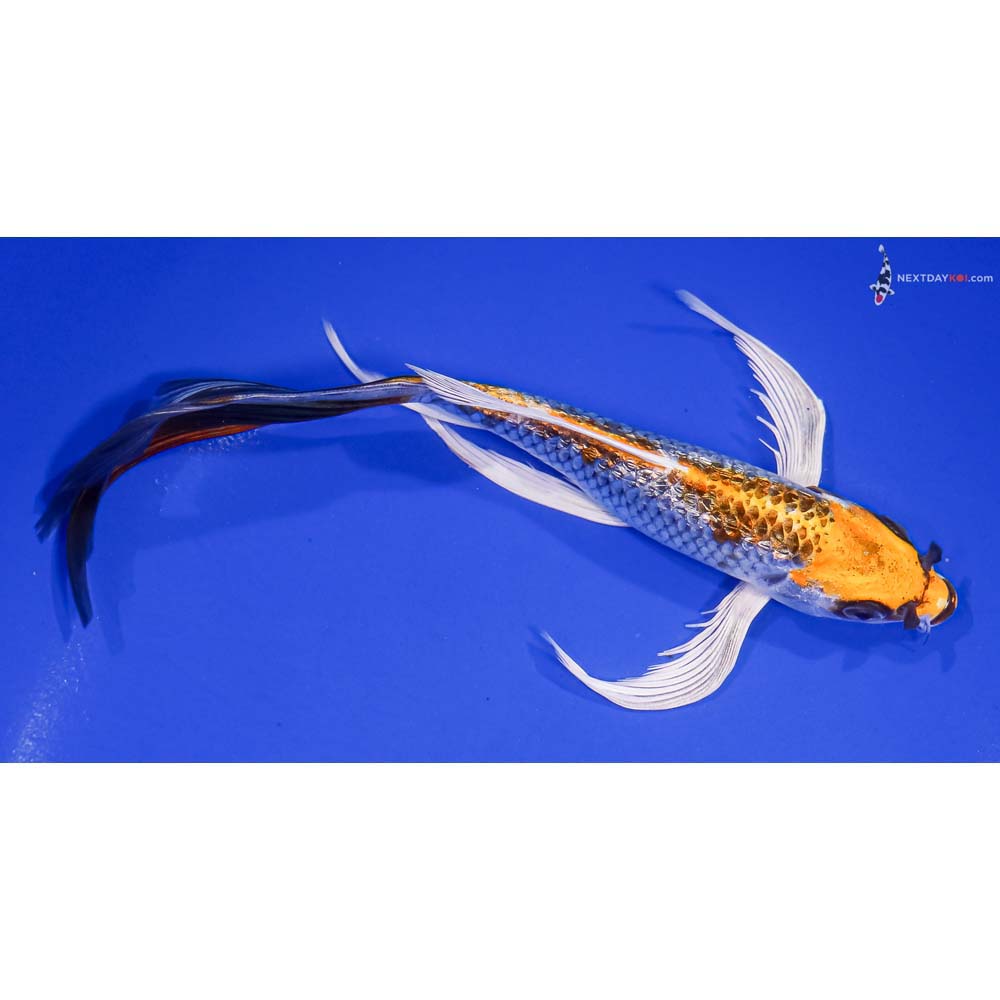 8” Imported Gin Rin Kujaku Butterfly Koi