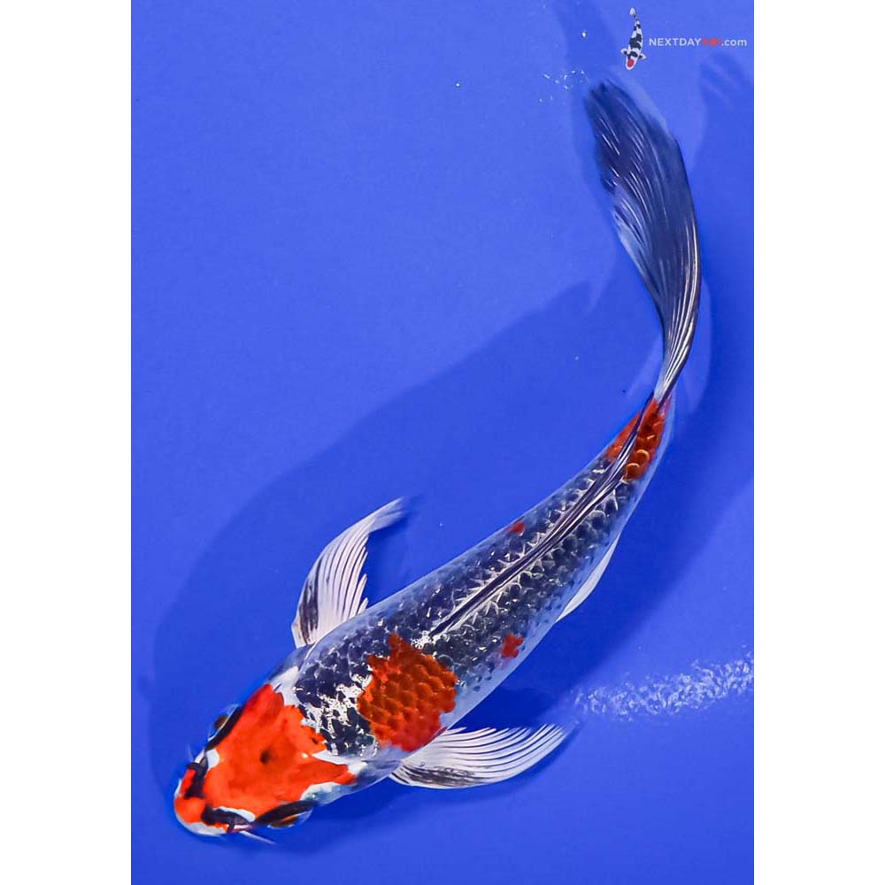 6” Imported Kujaku Butterfly Koi