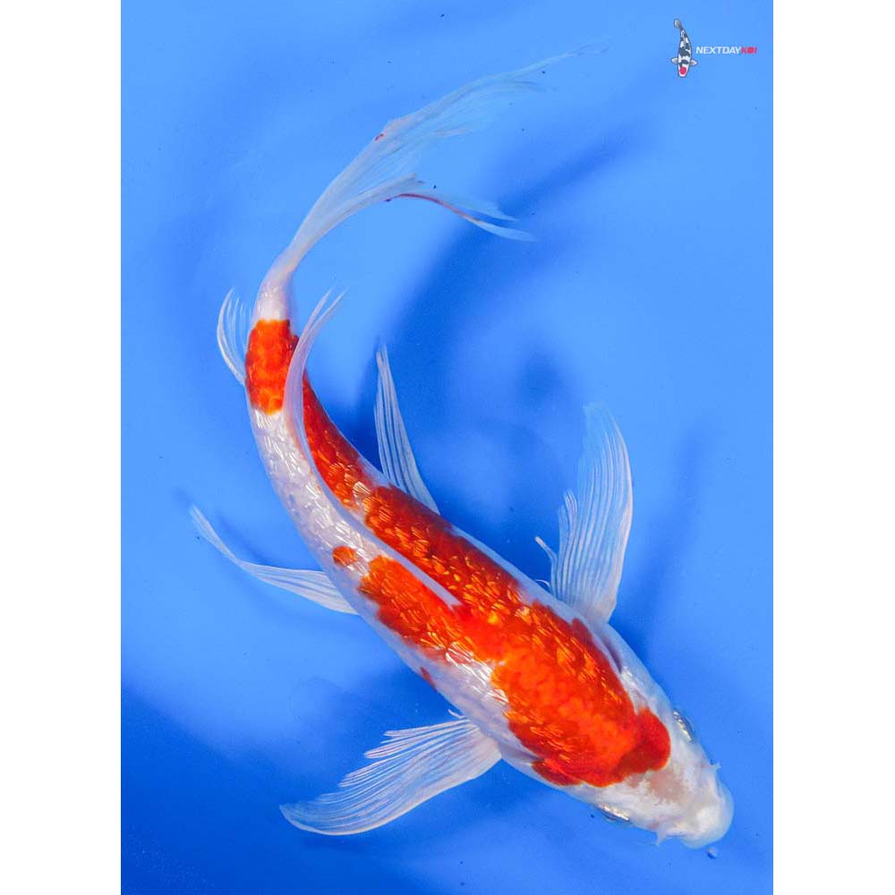 8” Imported Gin Rin Hariwake Butterfly Koi