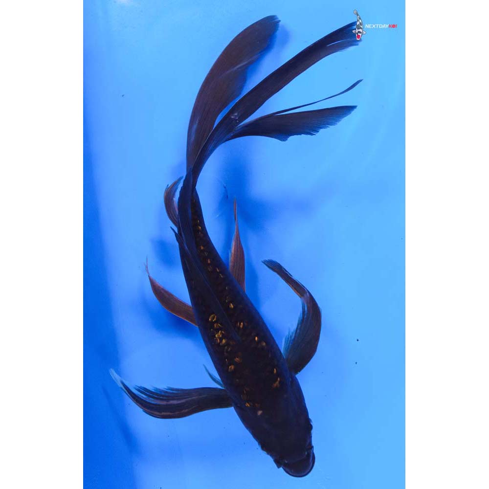 10” Imported Gin Rin Chagoi Butterfly Koi