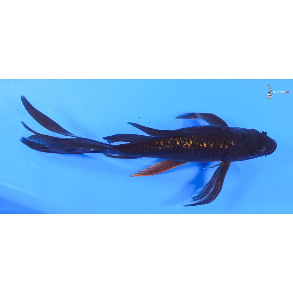 10” Imported Gin Rin Chagoi Butterfly Koi