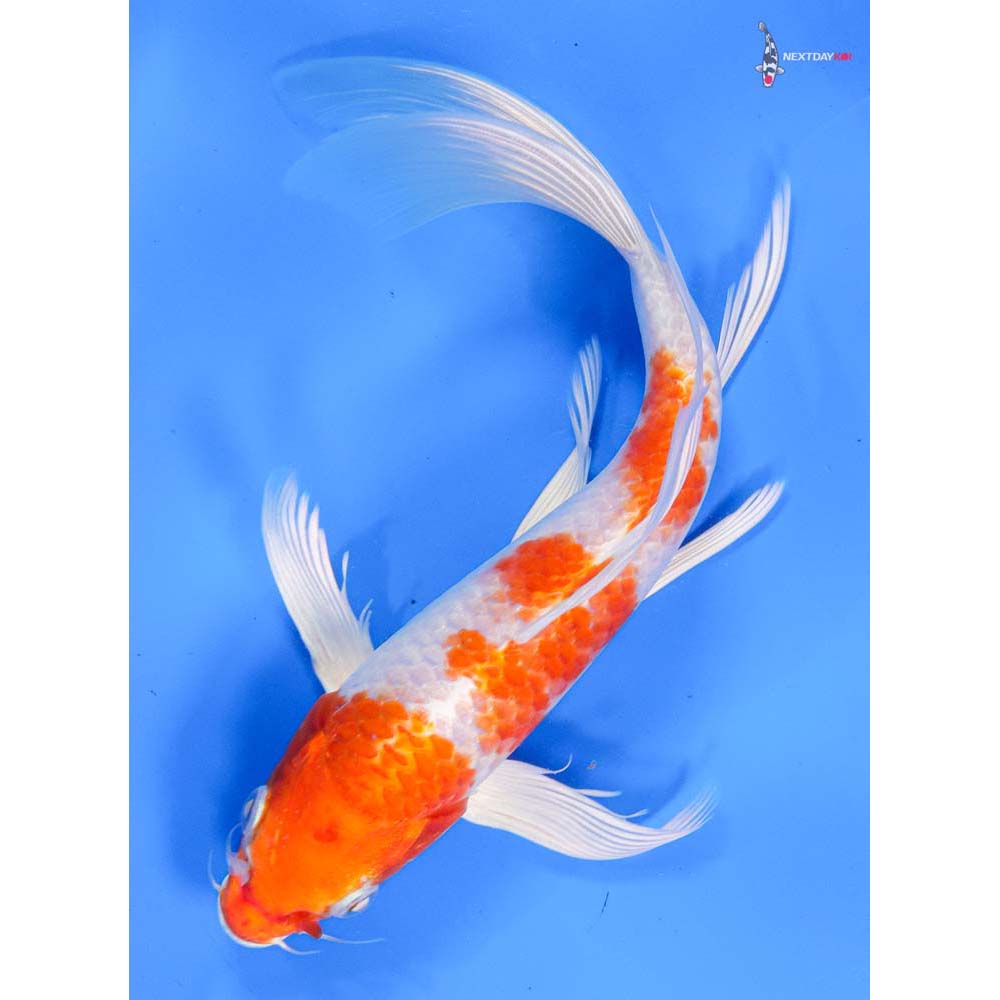 8.5” Imported Hariwake Butterfly Koi