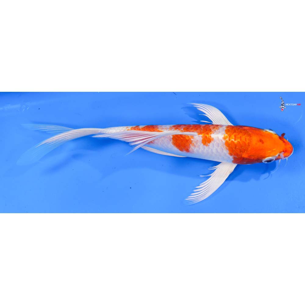 8.5” Imported Hariwake Butterfly Koi