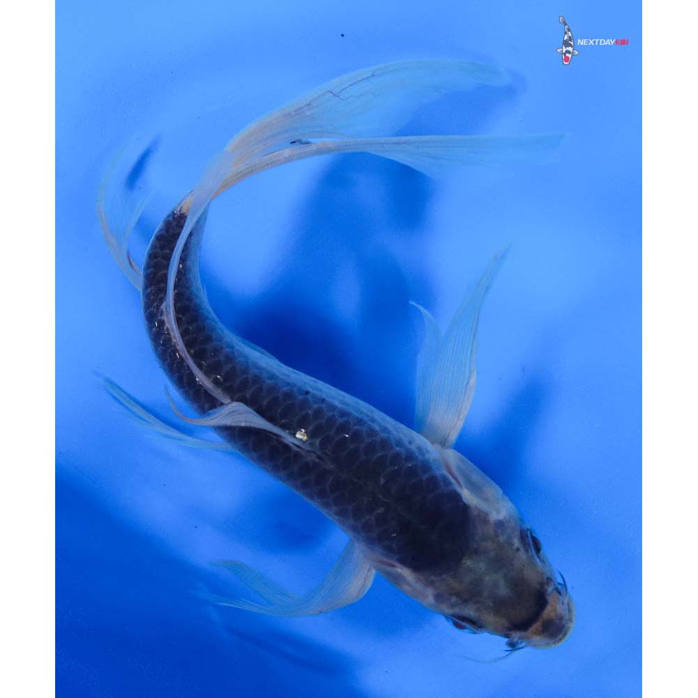 8.5” Imported Asagi Butterfly Koi
