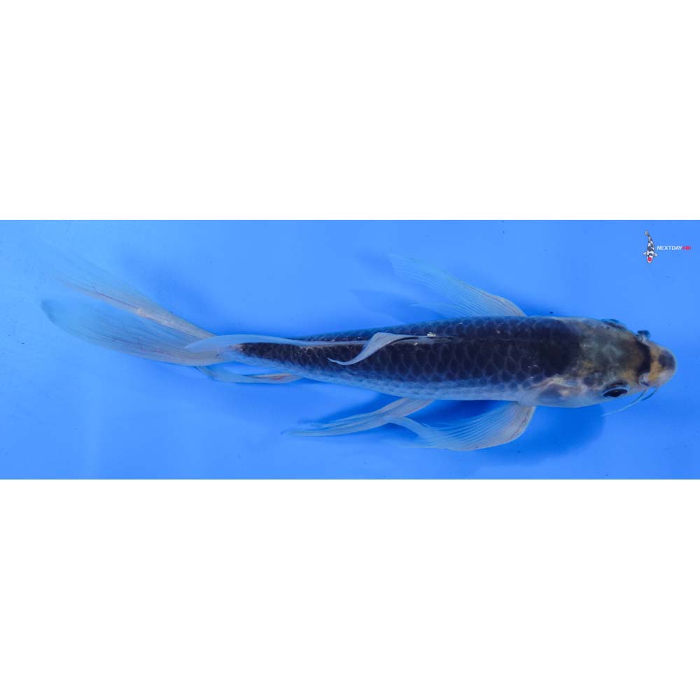 8.5” Imported Asagi Butterfly Koi