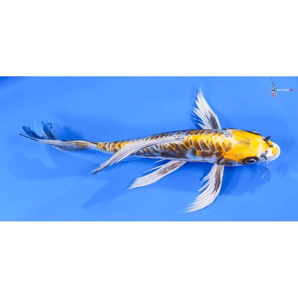 9” Imported Kin Kikokuryu Butterfly Koi