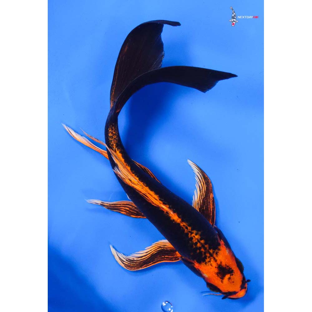 9” Imported Orenji Matsuba Butterfly Koi