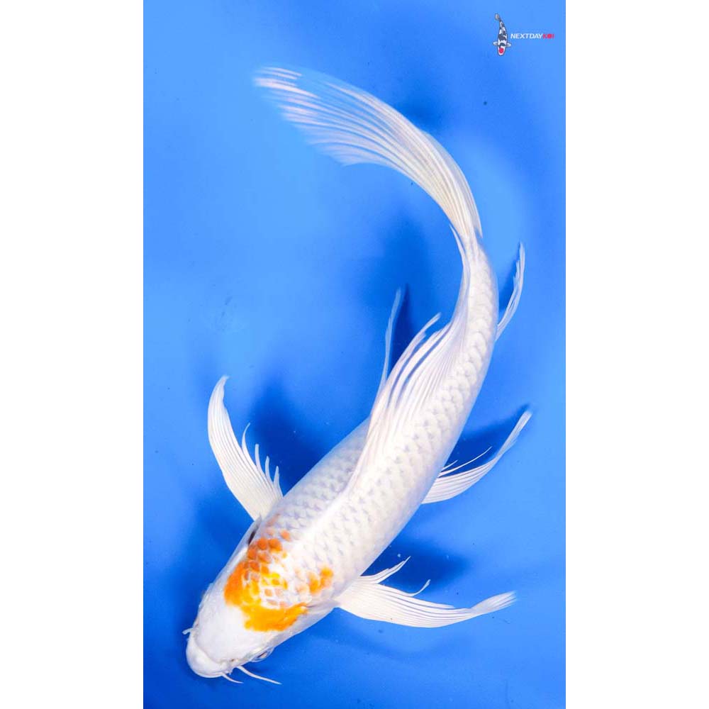 9” Imported Hariwake Butterfly Koi