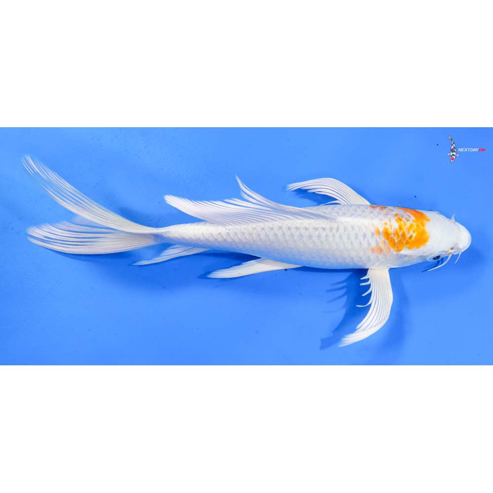 9” Imported Hariwake Butterfly Koi