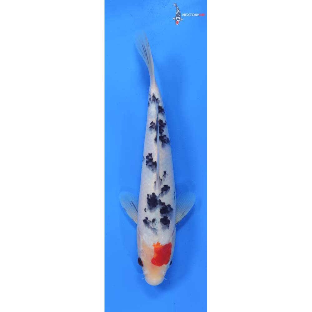 9.5” Imported Sanke