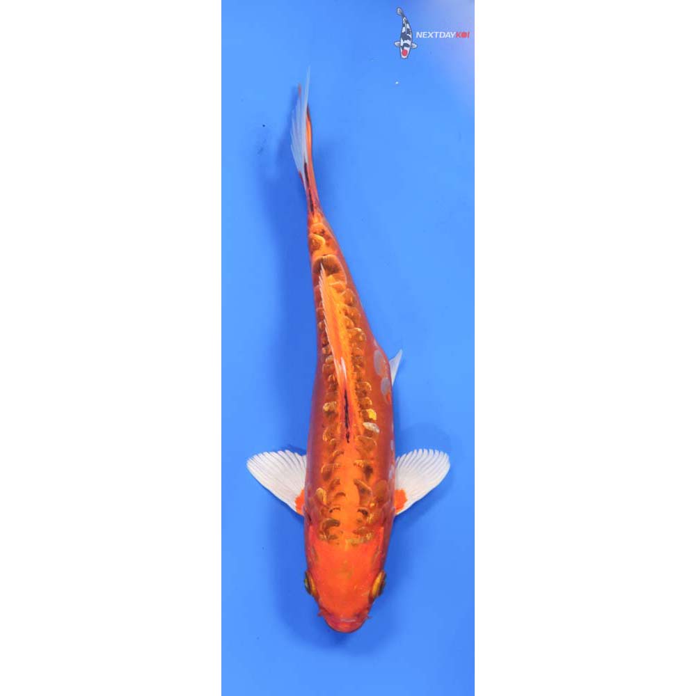 9” Imported Doitsu Orenji Matsuba