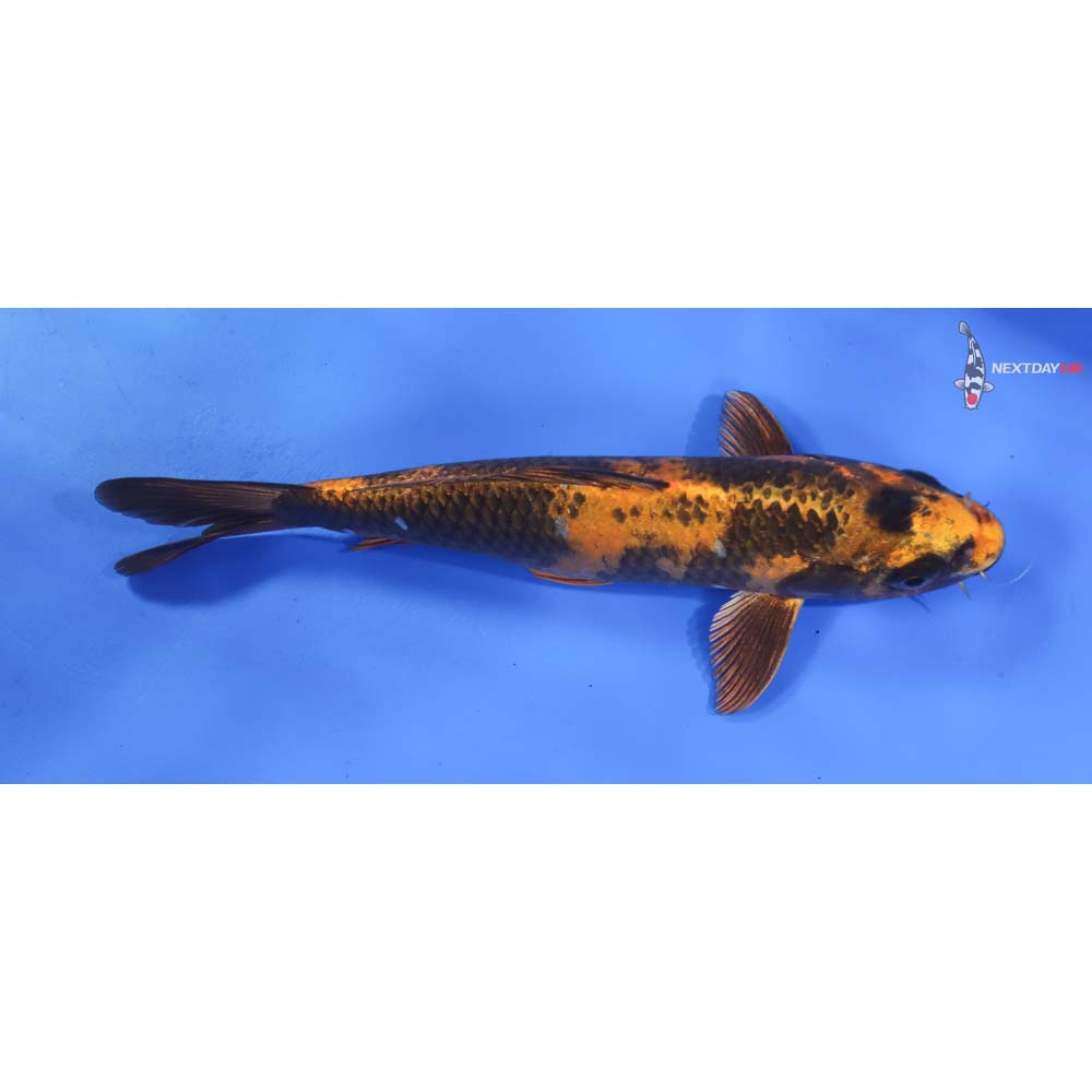9” Imported Kin Hi Utsuri