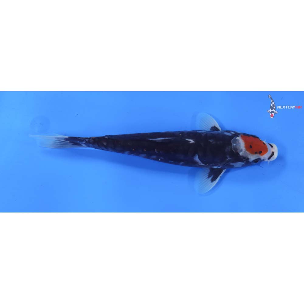 9” Imported Beni Kumonryu