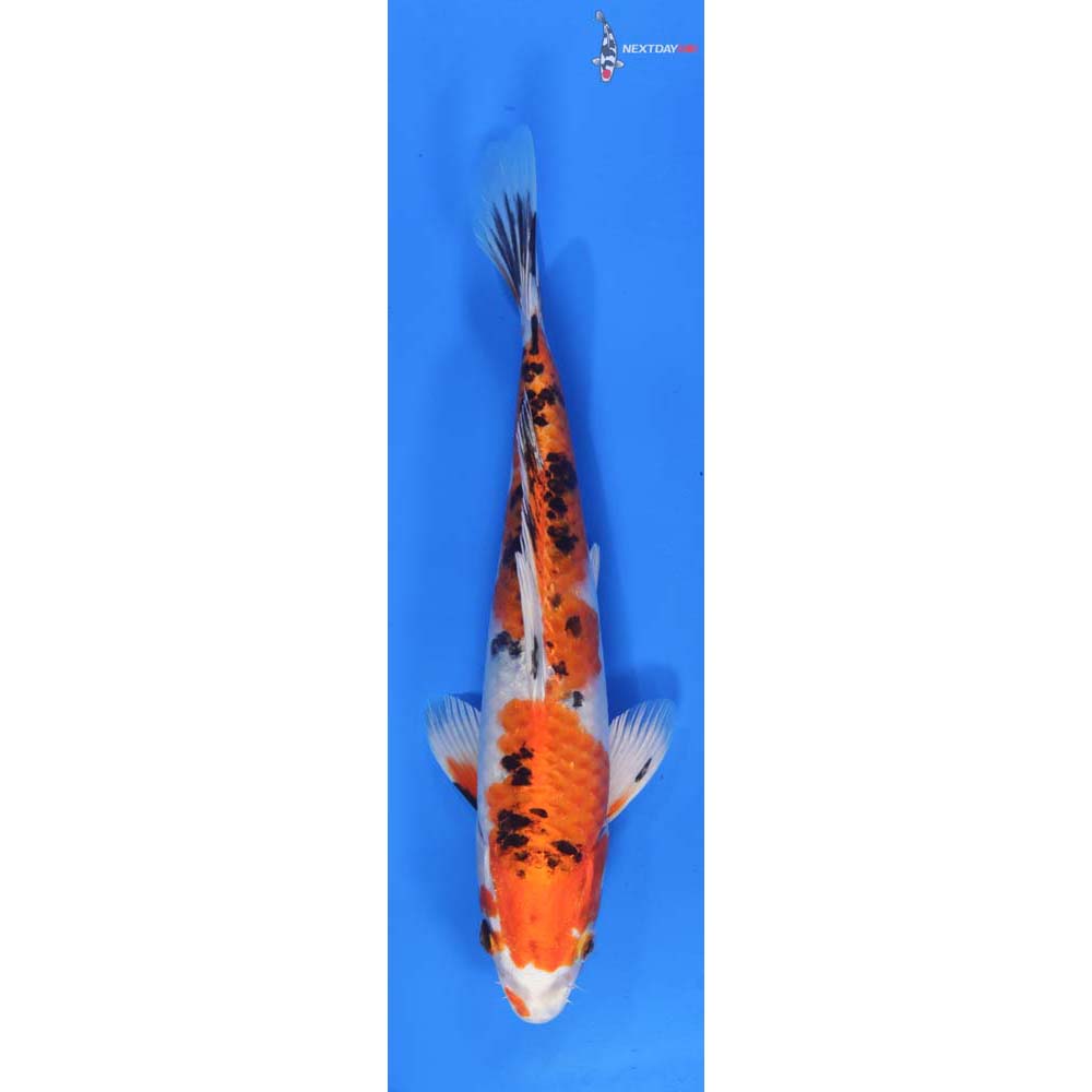 8.5” Imported Yamato Nishiki