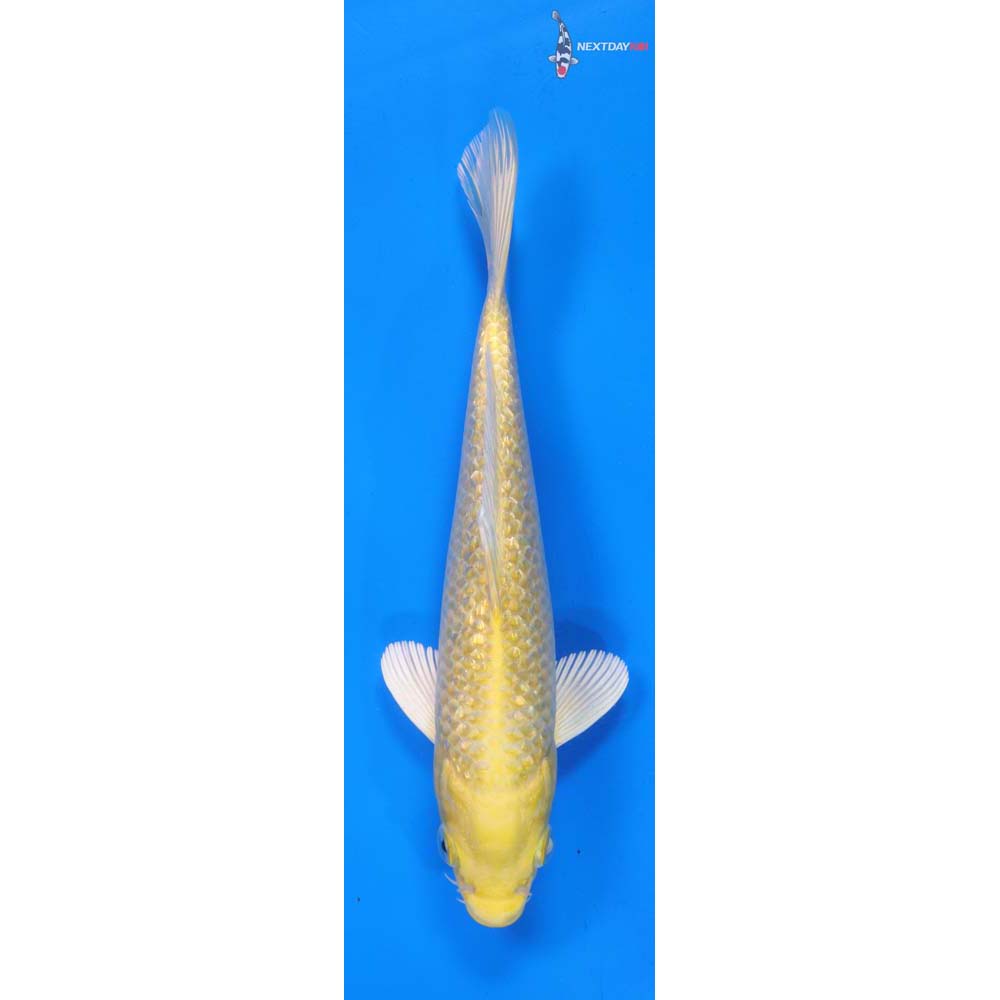 8.5” Imported Gin Rin Yamabuki Ogon