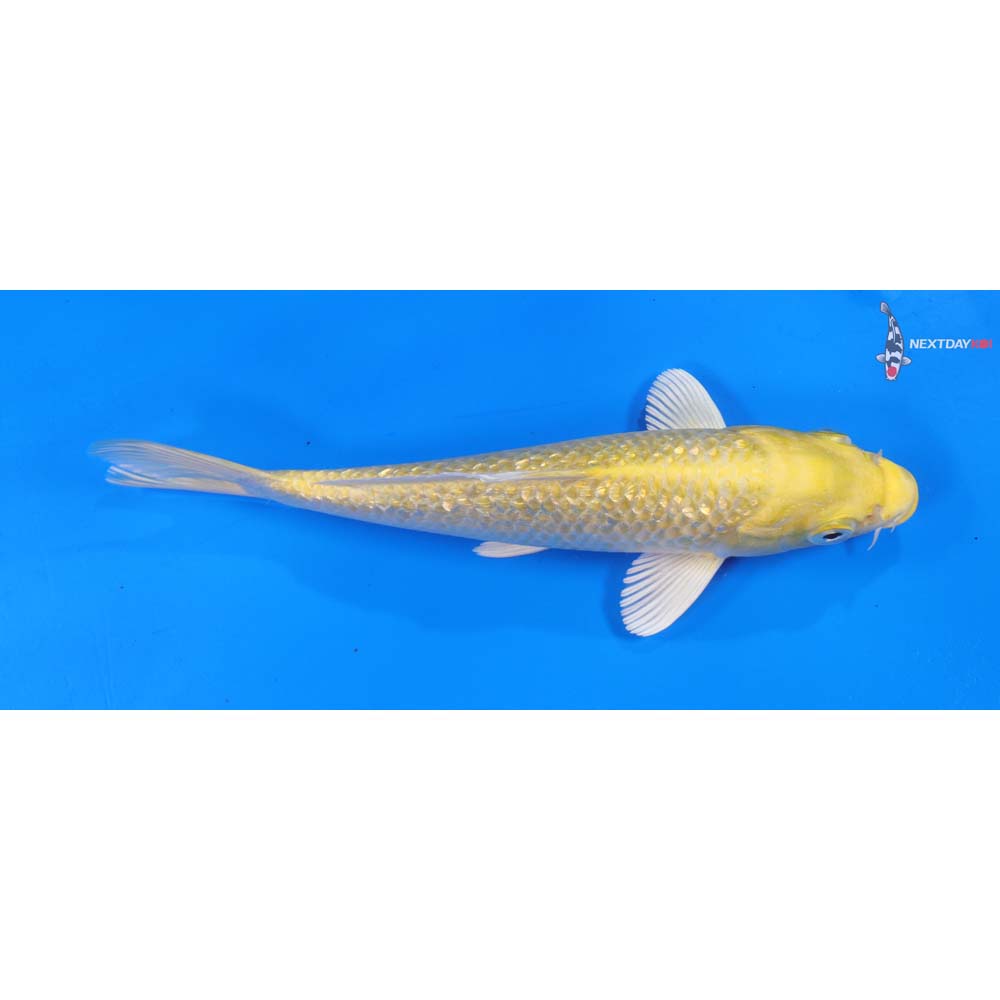 8.5” Imported Gin Rin Yamabuki Ogon