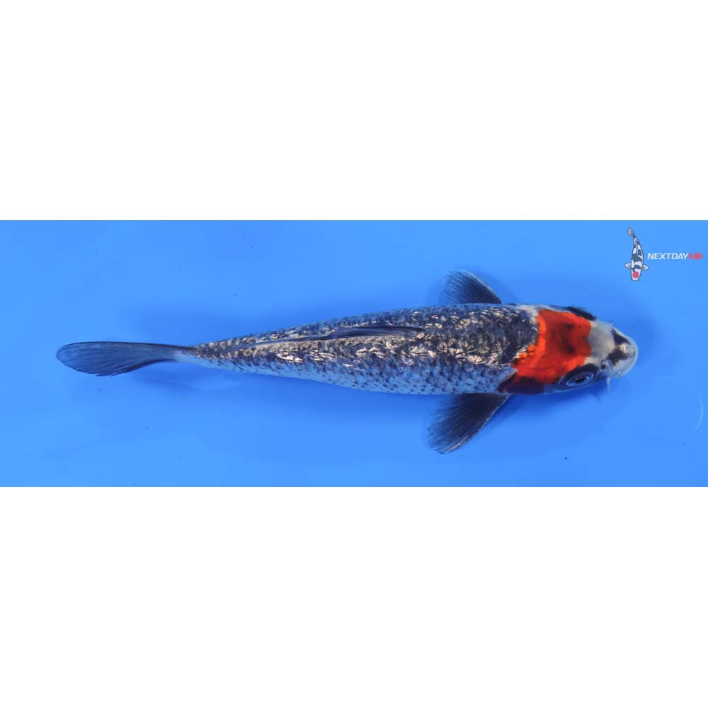 8.5” Imported Gin Rin Kujaku