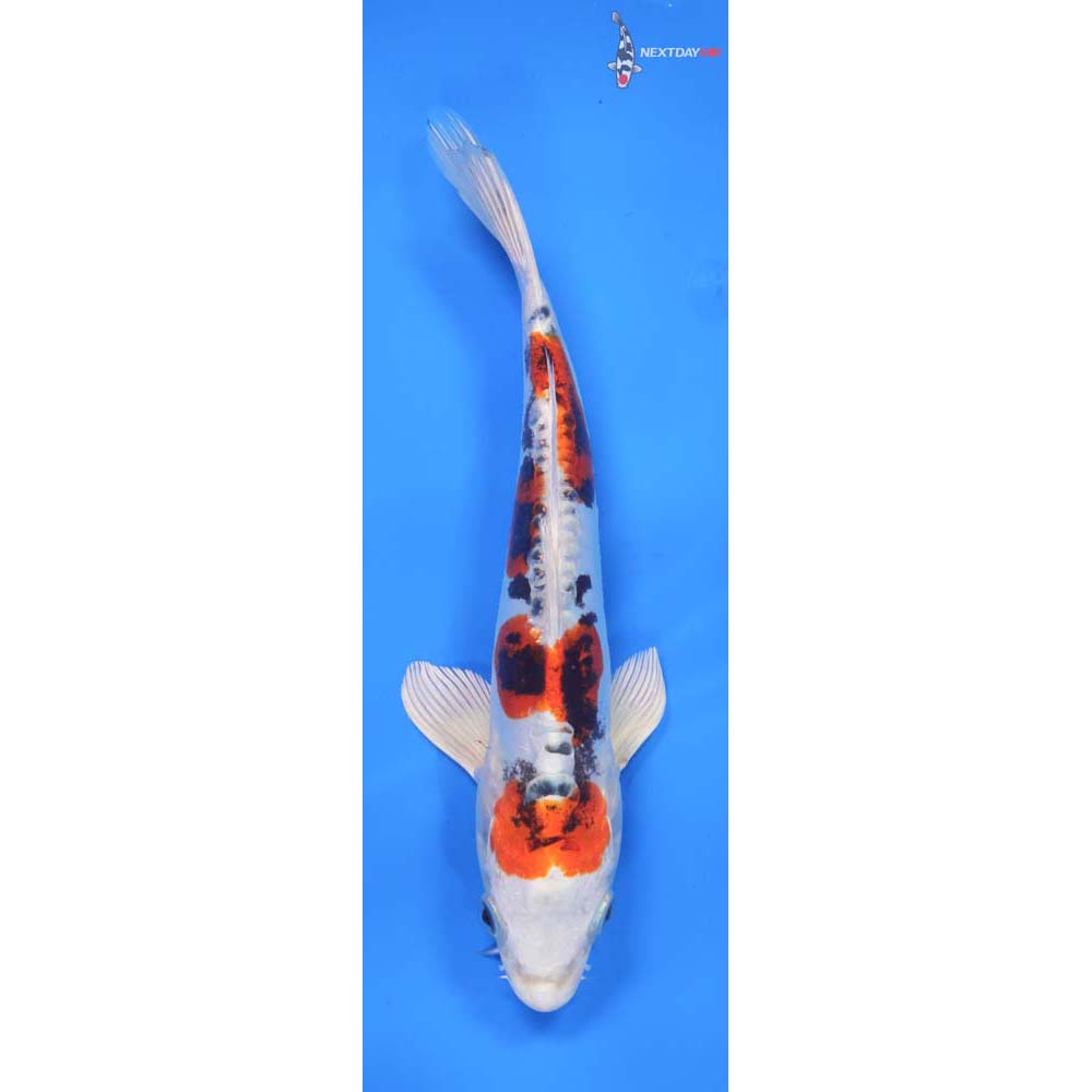9.5” Imported Heisei Nishiki