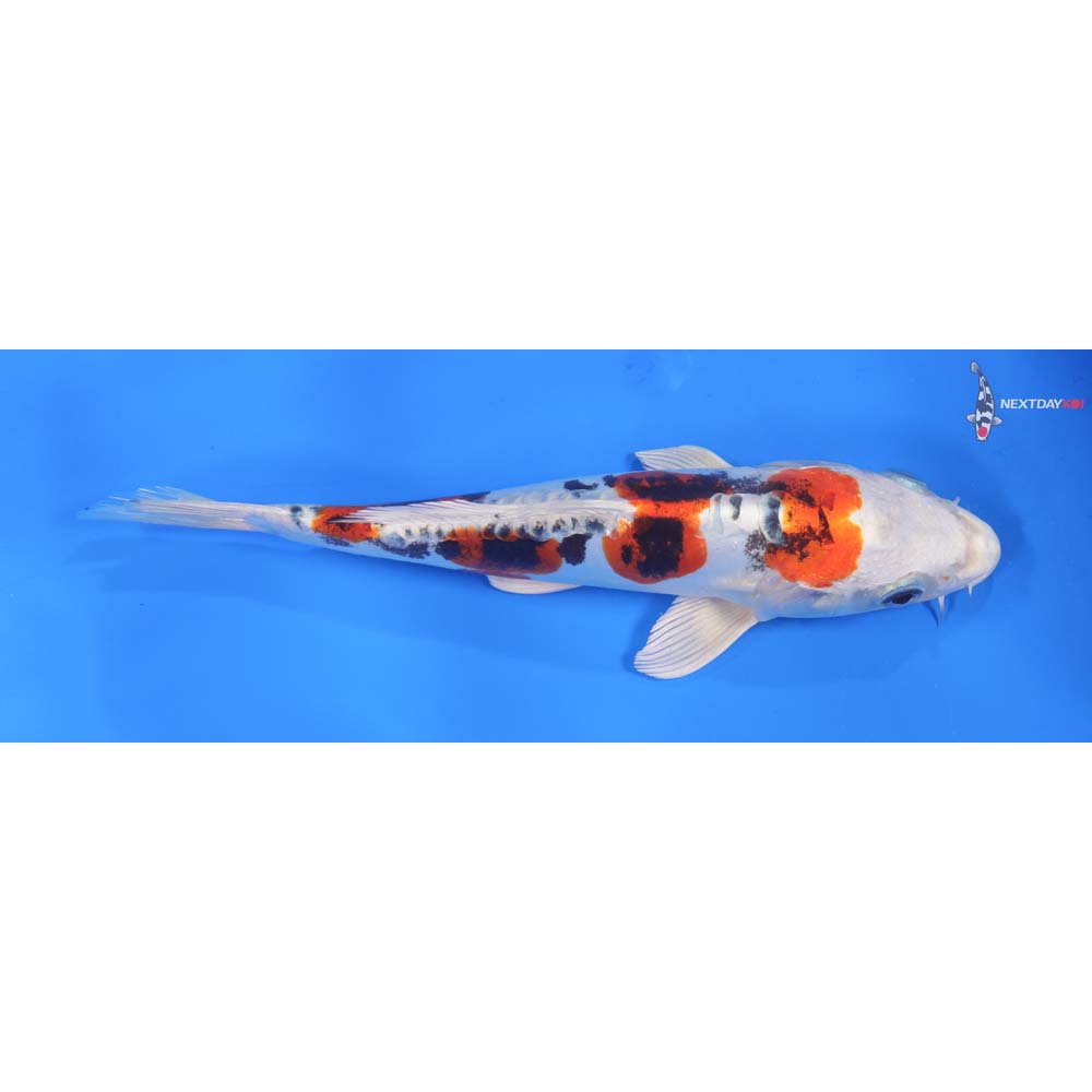 9.5” Imported Heisei Nishiki