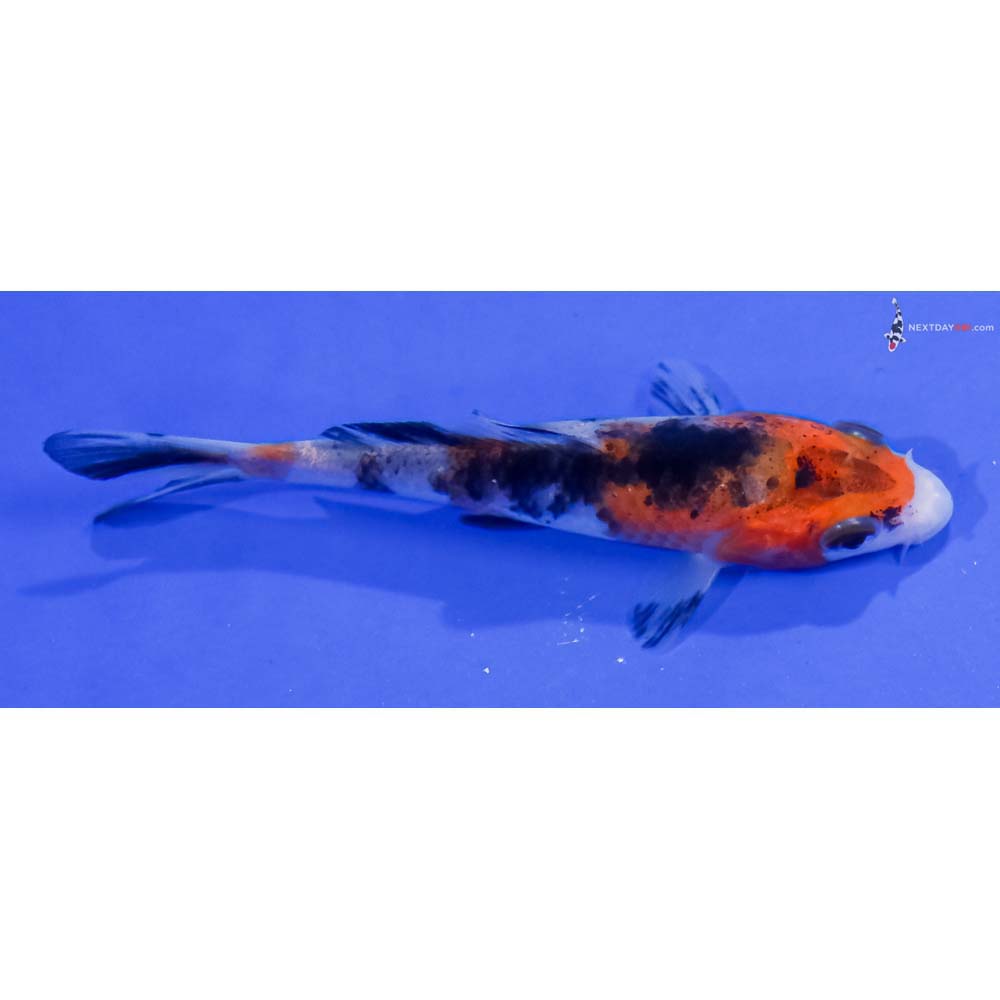 4” Imported Sanke