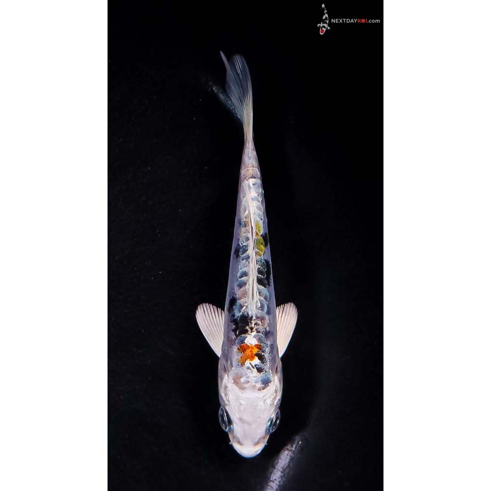 4” Imported Heisei Nishiki