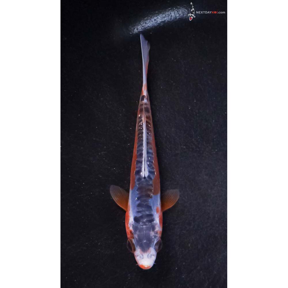 4” Imported Shusui