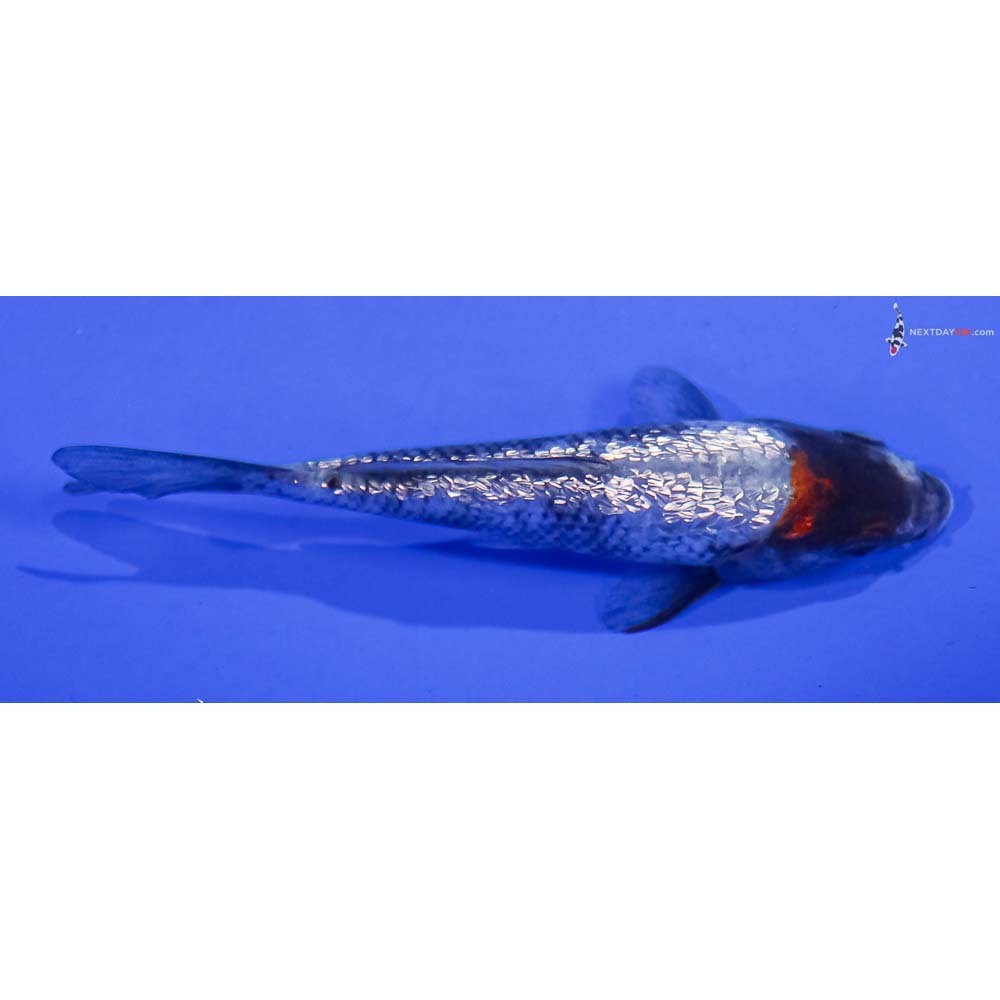 4” Imported Gin Rin Showa