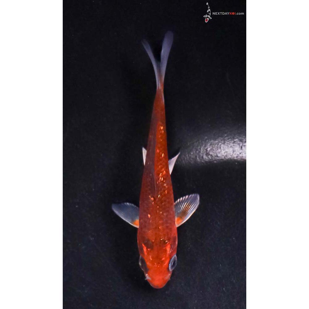 4” Imported Gin Rin Ochiba Shigure