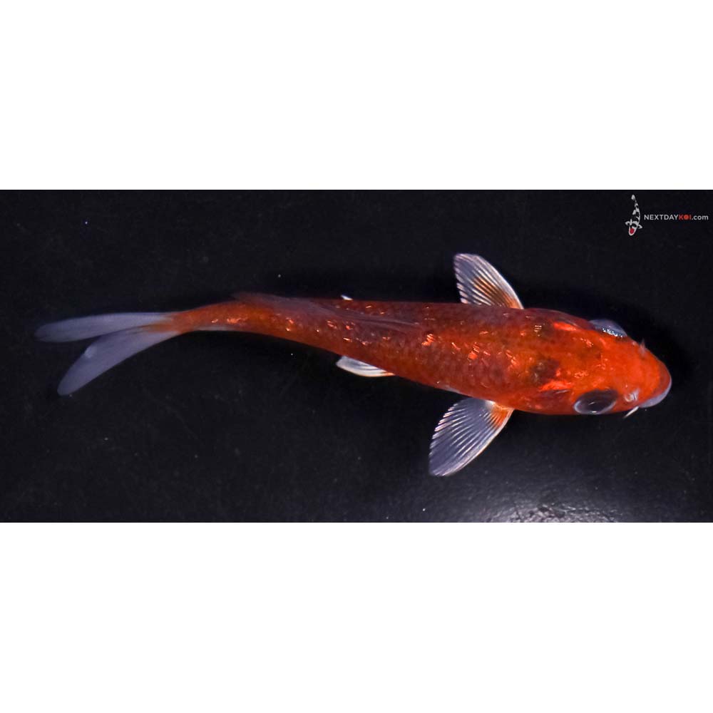 4” Imported Gin Rin Ochiba Shigure