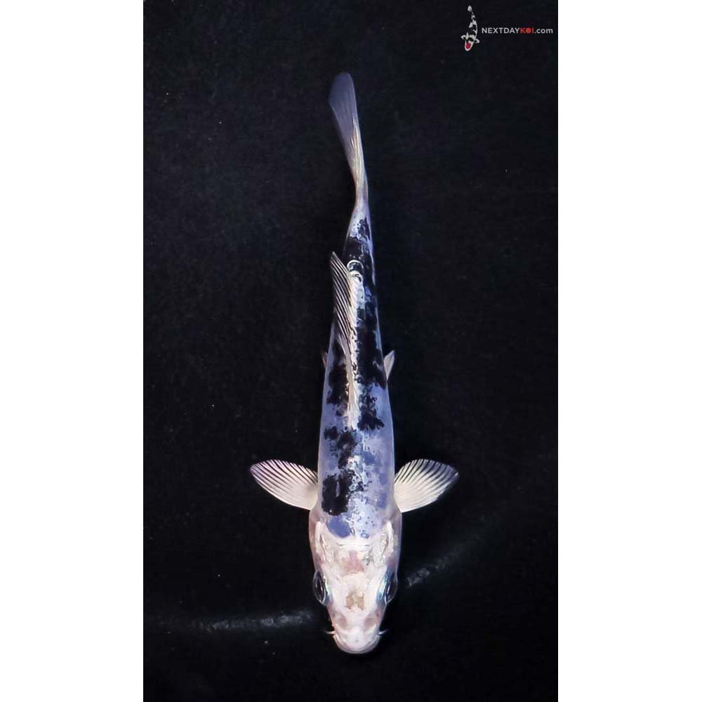 4” Imported Doitsu Blue Gin Shiro Bekko