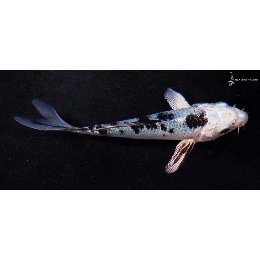 4” Imported Blue Gin Shiro Bekko Butterfly Koi