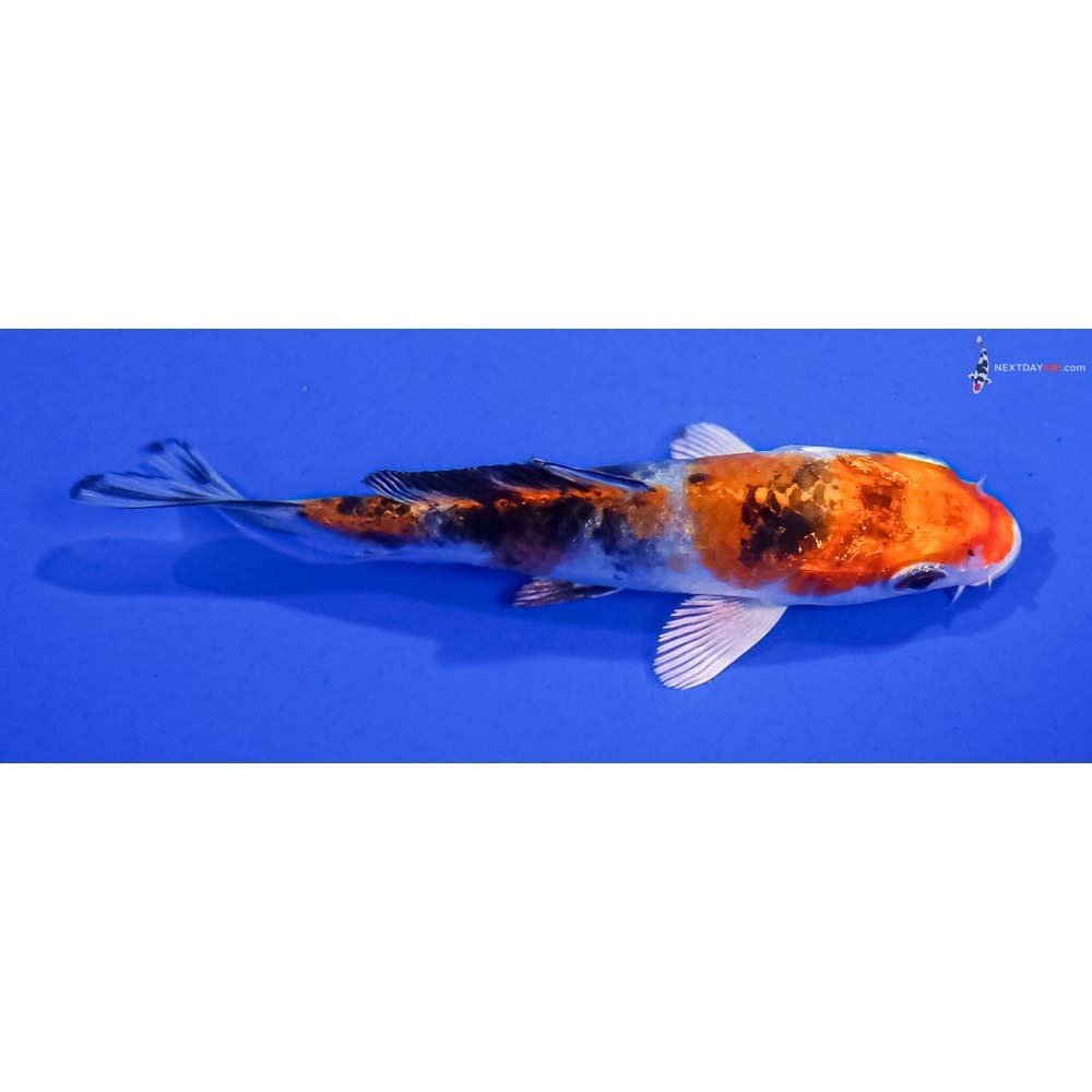 4” Imported Yamato Nishiki
