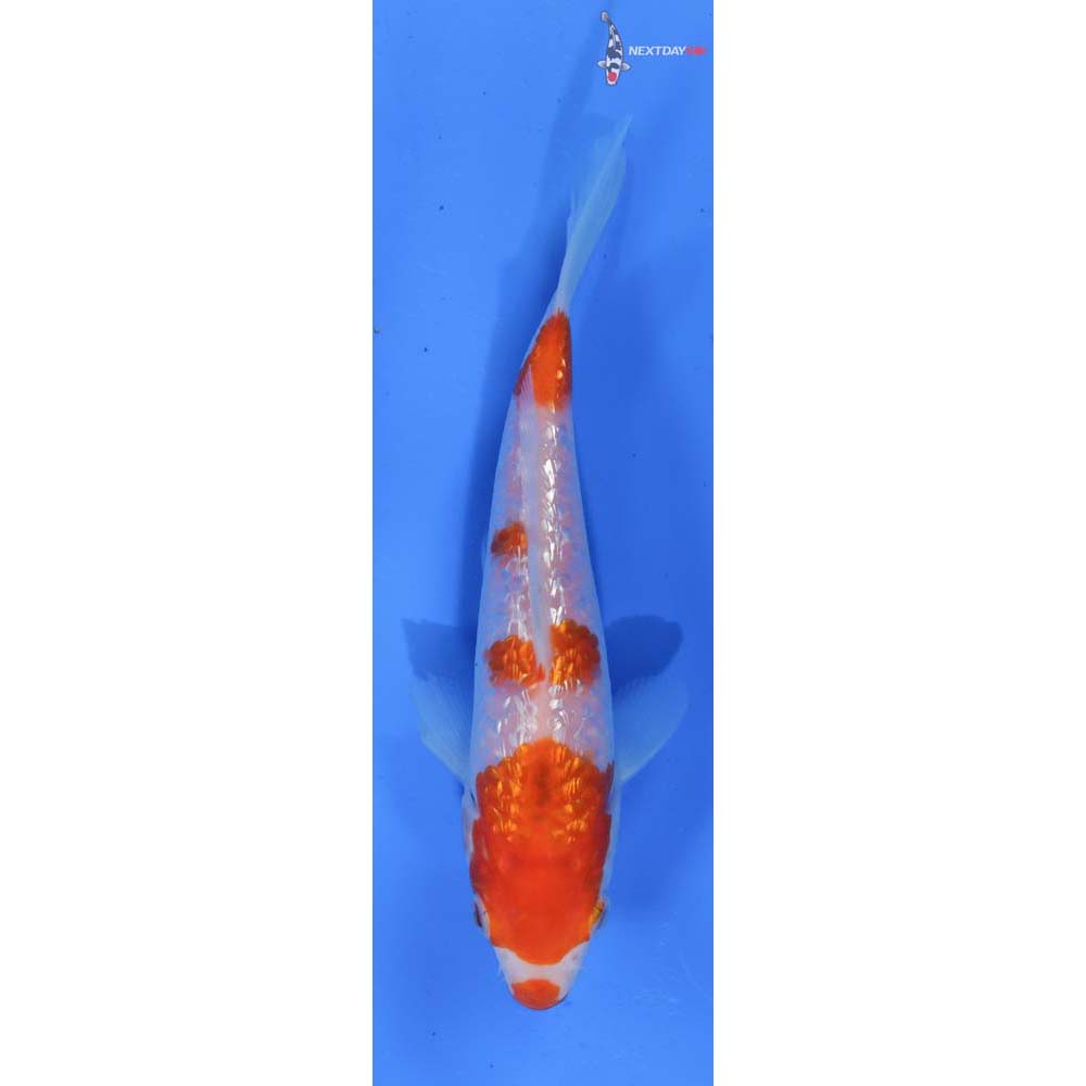6” Imported Gin Rin Kohaku