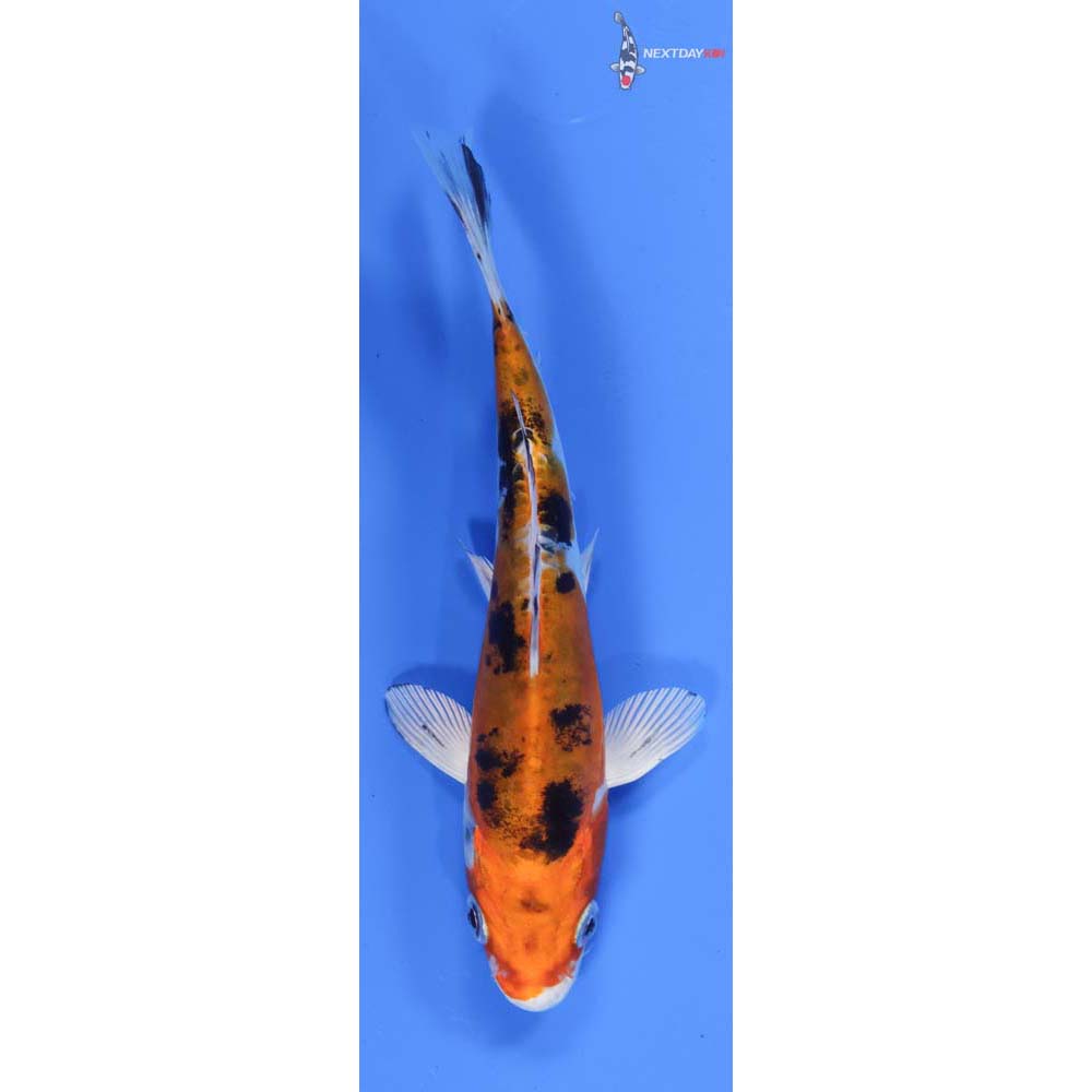 6” Imported Heisei Nishiki