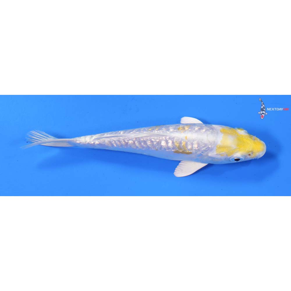 6” Imported Doitsu Gin Rin Lemon Hariwake