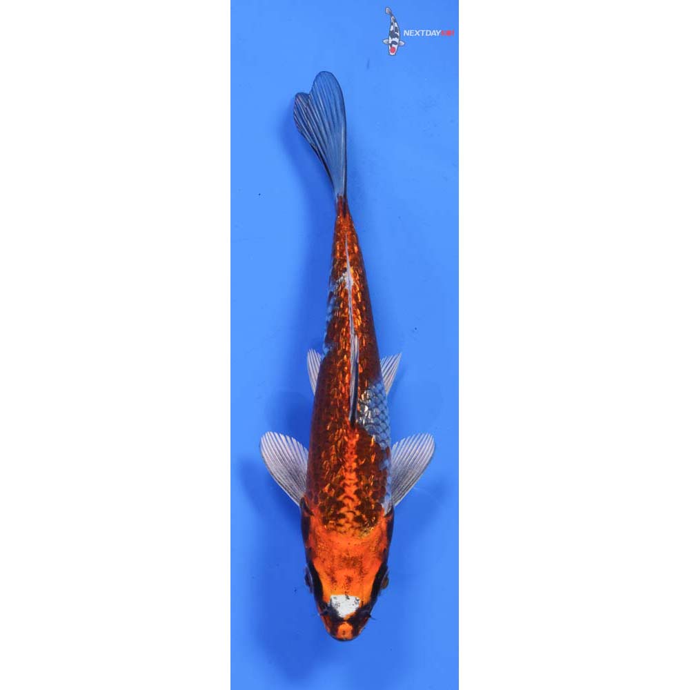6” Imported Gin Rin Kujaku