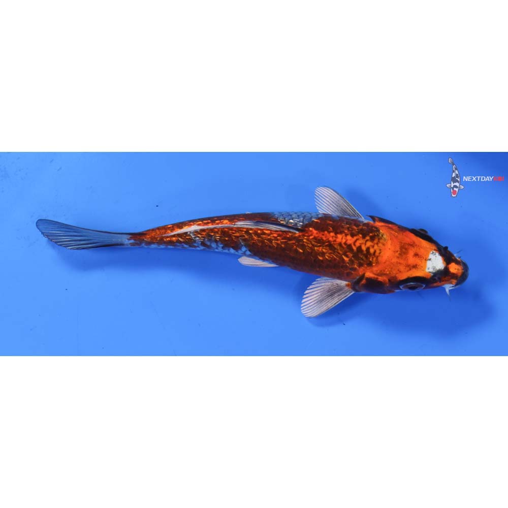 6” Imported Gin Rin Kujaku