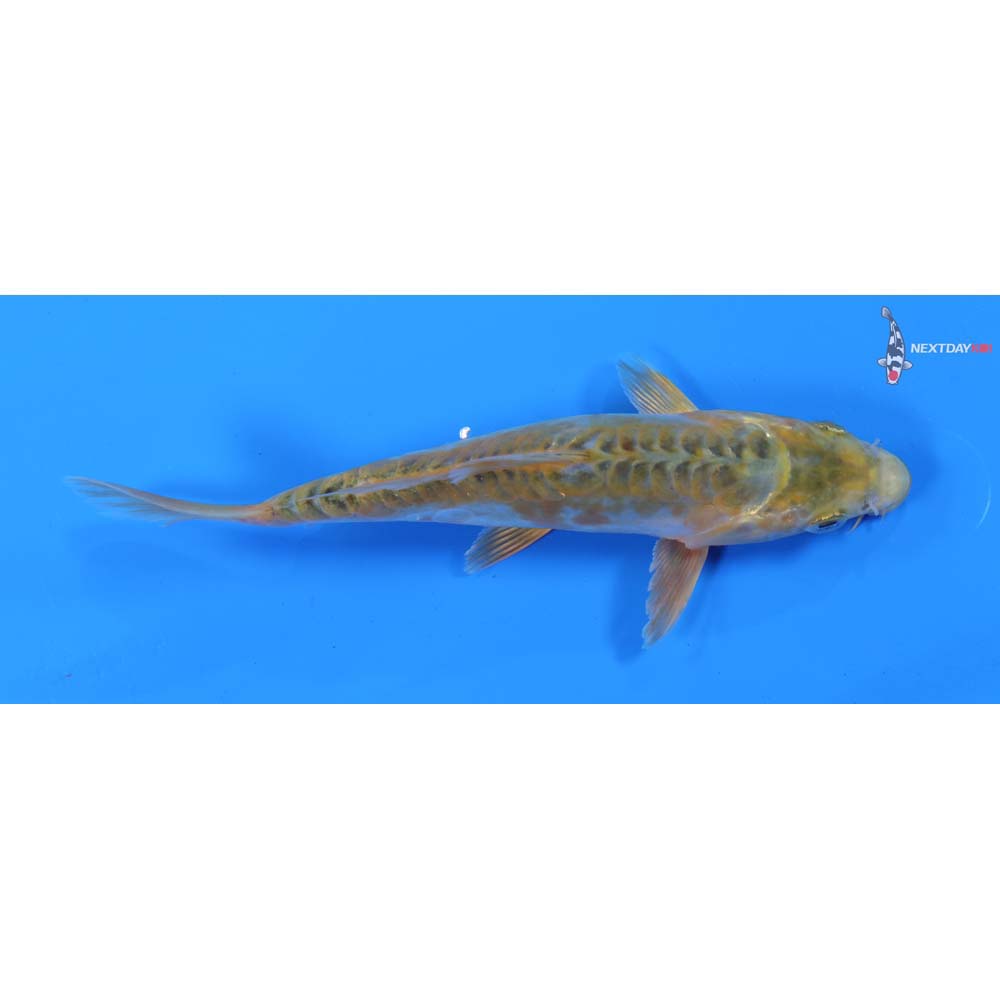6.5” Imported Midorigoi