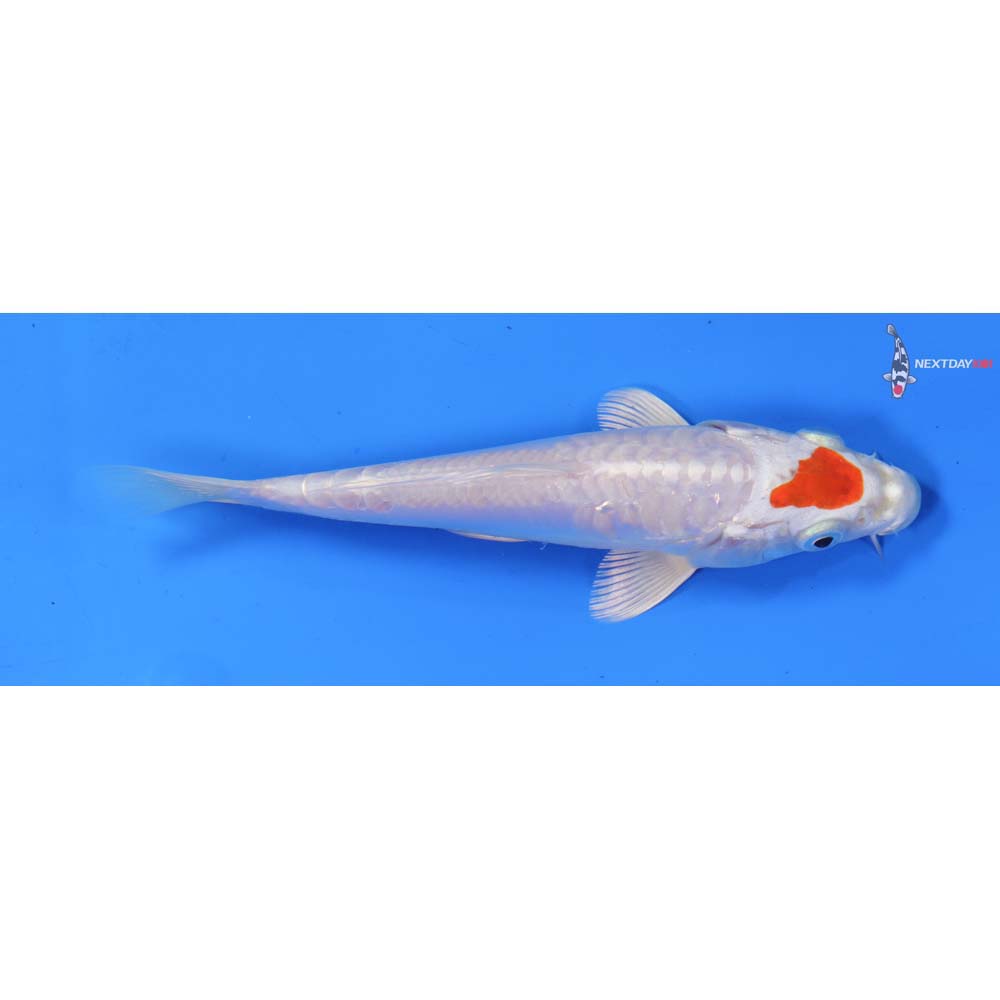6.5” Imported Hariwake