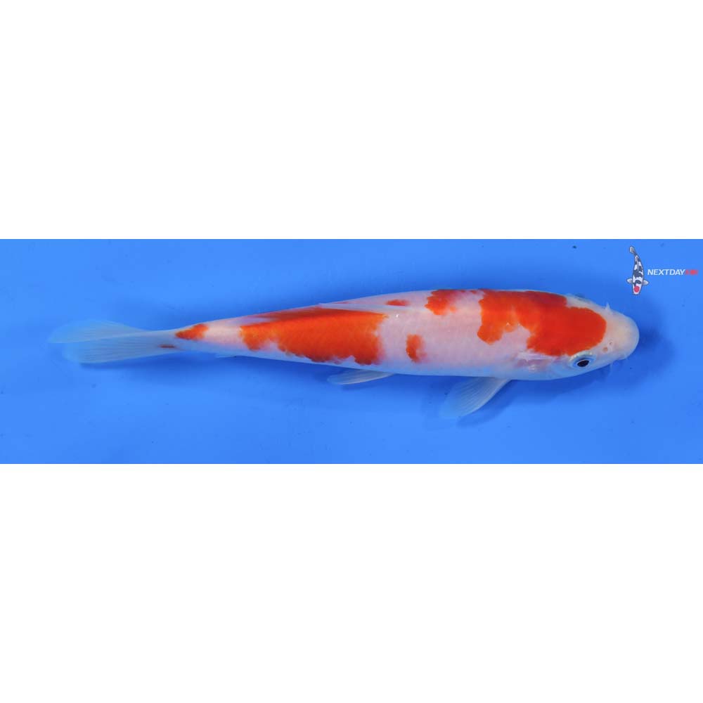 6.5” Imported Kohaku